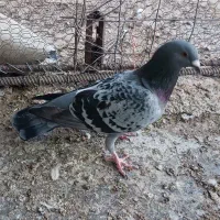 کبوتر پولک|پرنده|فردوس (خراسان), |دیوار