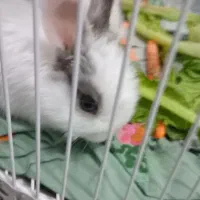 خرگوش|موش و خرگوش|مشهد, شهید آوینی|دیوار