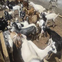 کهره|حیوانات مزرعه|رودان, |دیوار