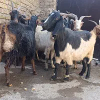 15 راس بز خرس|حیوانات مزرعه|کوهسار (البرز), |دیوار