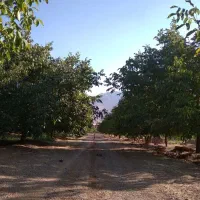 ۵۰۰باغ مثمر ۱۵کیلومتری بیستون منطقه چمچمال