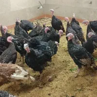 فروش بوقلمون برنز