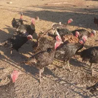 بو قلمون ب فروش. می‌رسد