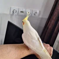 عروس هلندی سخنگو و دستی