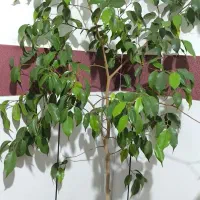 گل گیاه|گل و گیاه طبیعی|میاندوآب, |دیوار