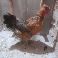 مرغ تخمی
