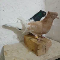 کله ای|پرنده|شاهینشهر, برخوار غرب|دیوار