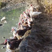 غاز و اردک اسرائیلی و خروس|حیوانات مزرعه|لاهیجان, بازکیاگوراب|دیوار