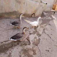 فروش غاز