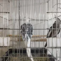 طوطی عروس البینو