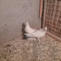 کبوتر|پرنده|تبریز, |دیوار