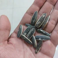 پخش ۲۴ ساعته تخمه آفتابگردان
