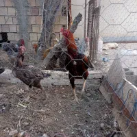 مرغ خروس لاری|حیوانات مزرعه|مشهد, شهرک بهارستان|دیوار