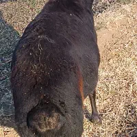 گوسفند|حیوانات مزرعه|سلماس, |دیوار