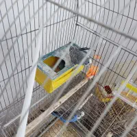 مرغ عشق مولد قفسی|پرنده|قم, شهرک قدس|دیوار