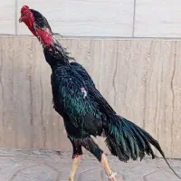 خروس اوشامو اصیل