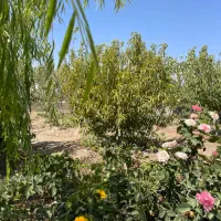 باغ-و-باغچه-250-متری-سهیلیه-زعفرانیه-دولت-آباد