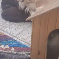 واگذاری توله پامر|سگ|اصفهان, جلالیه|دیوار