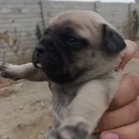 سگ پاگ|سگ|اصفهان, قائمیه|دیوار