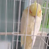 یک جفت عروس هلندی نر و ماده