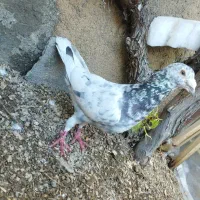 کبوتر نر نامه بر|پرنده|کنگاور, |دیوار