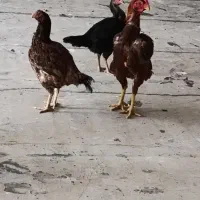 مرغ خروس لاری