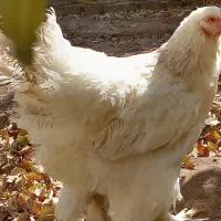 فروش مرغ و خروس