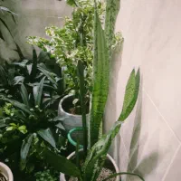 گل پاسیون|گل و گیاه طبیعی|شیراز, شهرک پردیس|دیوار