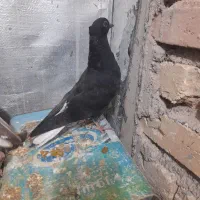 تعدادی کبوتر قیمت تعاونی|پرنده|فسا, |دیوار