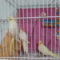 جفت مولد روی تخم و عروس دستی|پرنده|مشهد, شهید علی محمدی|دیوار