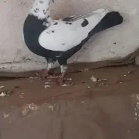 ماده پلاکی درجه یک