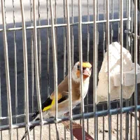 یک جفت  سهره همه چی تموم جفتی|پرنده|اردبیل, |دیوار