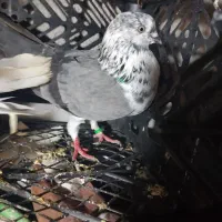 کفتر دورگ دوجفت تکپر یه جفت ویه تک