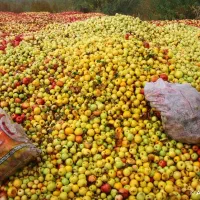 خرید بادریز و ضایعات سیب در باغ