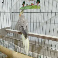 عروس هلندی ماده|پرنده|الوند, |دیوار