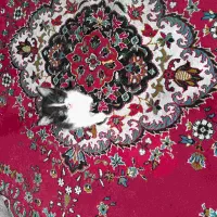 بچه گربه رایگان