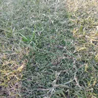 چمن طبیعی آفریقایی