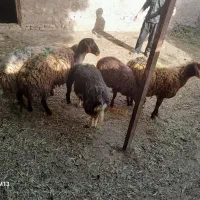 میش|حیوانات مزرعه|تربت جام, میان جام|دیوار