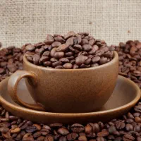 فروش قهوه روبوستا