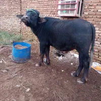 گاومیش نر دو ساله|حیوانات مزرعه|دشت آزادگان, |دیوار