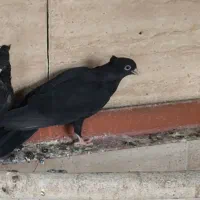 جوجه زاغ|پرنده|مسجد سلیمان, |دیوار