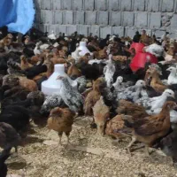 جوجه گلپایگانی(کشاورزی)|حیوانات مزرعه|جم, |دیوار