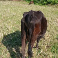 گاو با گوساله ماده|حیوانات مزرعه|صومعه‌سرا, |دیوار