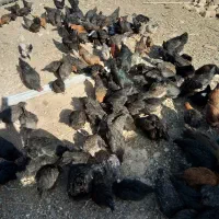 فروش جوجه 4و5ماهه(100و120هزارتومان)|حیوانات مزرعه|قم, جمکران|دیوار