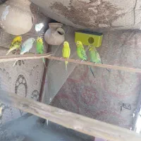 سلام  چهار  عدد مرغ عشق   دوه عدد  مرغ