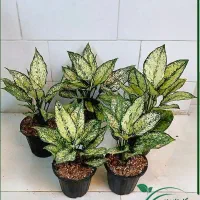 گل یوکا بنسای آگلونما پتوس لیراتا فیکوس آلتیسما|گل و گیاه طبیعی|قم, سنگ بند|دیوار