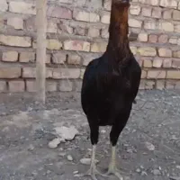مرغ وخروس لاری