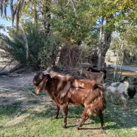 فروش یک راس دیر جوان|حیوانات مزرعه|داراب, |دیوار