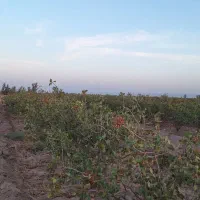 فروش زمین پسته|فروش دفتر صنعتی، کشاورزی، تجاری|کشکوئیه, |دیوار