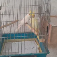 عروس هلندی مولد